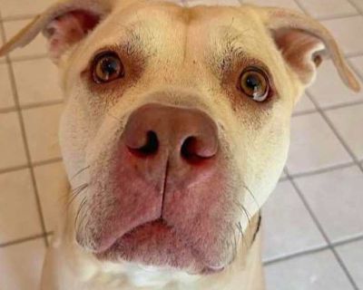 Champ - American Staffordshire Terrier Male Dog for Adoption