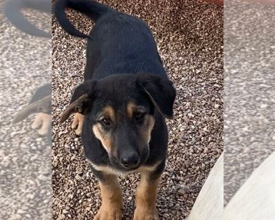 Bugatti - German Shepherd Dog Mix Male Puppy for Adoption