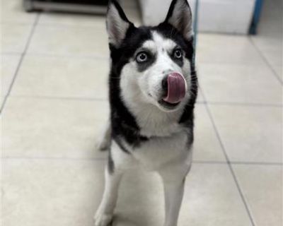 Health Spayed / neutered.. Adult Female Medium