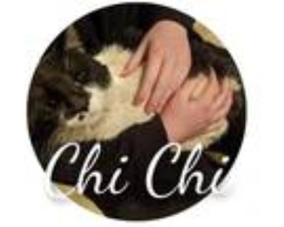 Adopt Chi Chi a Domestic Short Hair