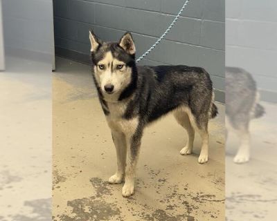 BELLA - Siberian Husky Mix Female Puppy for Adoption