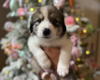 Meet Joy! Joy is now looking for her forever home. Joy is a Aussie / Pyrenes mix, she is about 6 weeks old. Joy is very sweet and playful; she is kid, dog and cat friendly. Joy sleeps well in a kennel overnight and used puppy pads well. Joy is UTD on all vaccines, Microchipped, & UTD on Heartworm/Flea/Tick preventions. Her adoption fee is $300 and includes age-appropriate vaccines (DAPP with bo...