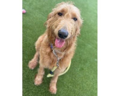 TACO - Golden Retriever/Mixed Breed (Medium) Mix Male Dog for Adoption