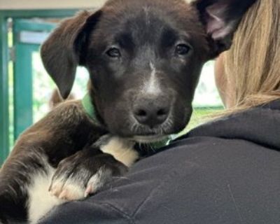 Missy - Border Collie & Husky Mix Female Puppy for Adoption