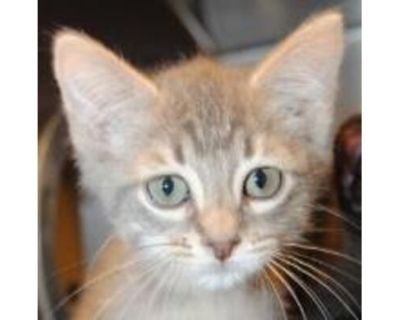 Helvetica - Domestic Shorthair/Domestic Mediumhair Mix Female Cat for Adoption