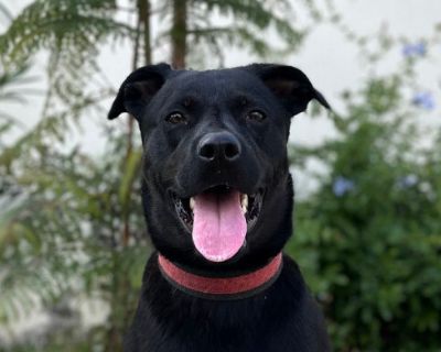 Toothless - Black Labrador Retriever Mix Male Dog for Adoption