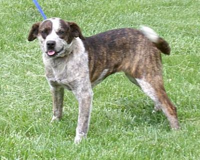 Brandy - Blue Heeler/Pointer Mix Female Dog for Adoption