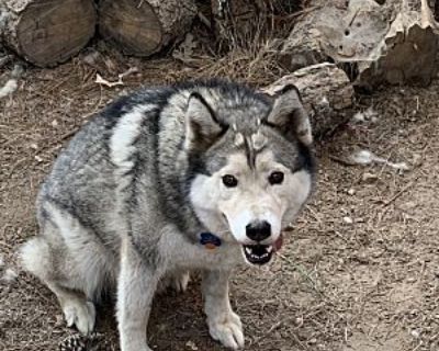 Floki - Husky/Alaskan Malamute Mix Male Dog for Adoption