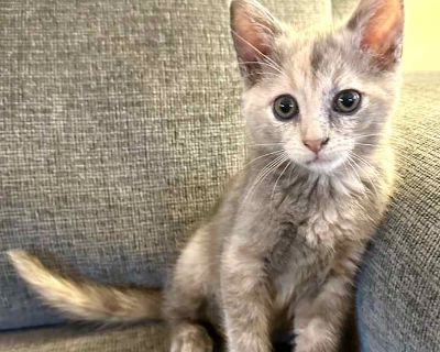 Child. Gray or blue. Hair: medium. READ CAREFULLY, BIOGRAPHIES APPLY TO BOTH KITTENS Born on September 1st, 2025, Niko and Nadia are Russian Blue kittens with dilute tortie color. These babies are absolutely inseparable! Nadia is the confident leader of the duo. She s very playful, curious, and always looking for a bit of mischief. Nico is her gentle counterpart incredibly sweet and affectionat...