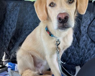 Jonas - Labrador Retriever & Australian Shepherd Mix Male Puppy for Adoption