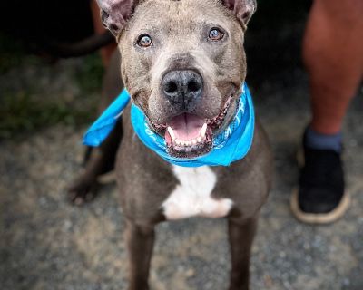 Gunnar - Pit Bull Terrier Male Dog for Adoption