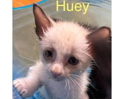 Huey BD - Siamese Male Cat for Adoption