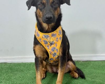 Exciting News: This adorable pup will be at an adoption event near you! Check our website: https://AmazingDogsRescue.org/dogs/ Or call 888.508.8943 (Monday to Sunday, 8 AM to 8 PM).. Out-of-town pets are cared for by non-local organizations who can make arrangements for the pet to be transported to your area. Learn More. Young Female Medium Brown / Chocolate