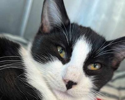 Guppy - Domestic Shorthair Male Cat for Adoption
