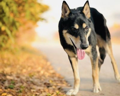 Rocky - German Shepherd Dog Male Dog for Adoption