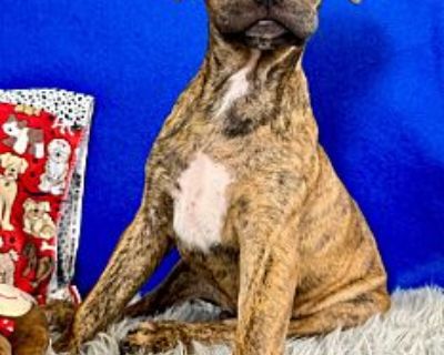 Mcfatty Casas - American Pit Bull Terrier Male Puppy for Adoption