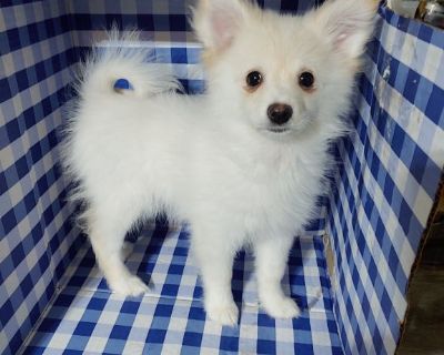 Pomeranian Puppies $650