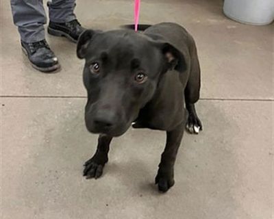 STORM - Labrador Retriever/American Pit Bull Terrier Mix Male Dog for Adoption