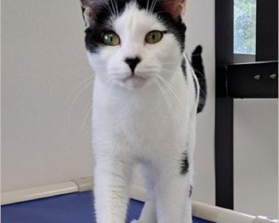 Ava - Female Kitten American Shorthair / Domestic Cat for Adoption