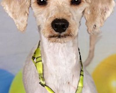 Pascal - Poodle (Standard)/Shepherd (Unknown Type) Mix Male Dog for Adoption