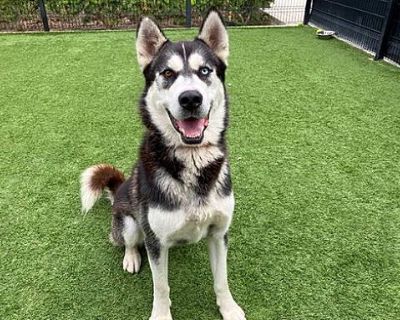 REESE - Siberian Husky Male Dog for Adoption