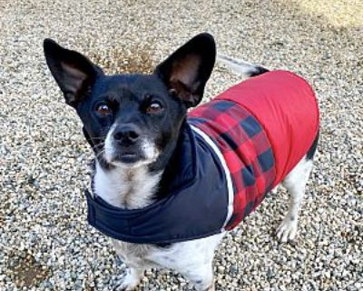 Snoopy - Rat Terrier/Chihuahua Mix Male Dog for Adoption