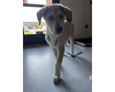 Crunchwrap - Anatolian Shepherd/Mixed Breed (Medium) Mix Male Puppy for Adoption