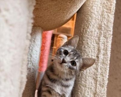 Blanche - Tabby & Domestic Short Hair Mix Female Cat for Adoption