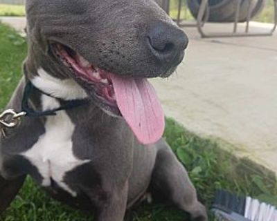 Blu - American Pit Bull Terrier Female Puppy for Adoption