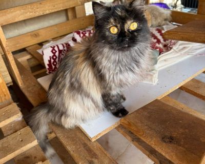 Rimini - Himalayan & Persian Mix Female Cat for Adoption
