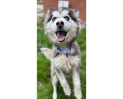 Vanilla Ice - Husky/Pomeranian Mix Female Dog for Adoption