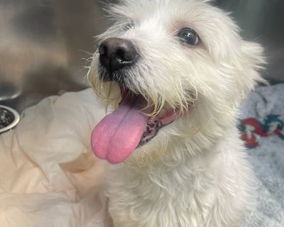 Bentley - Jack Russell Terrier Male Dog for Adoption