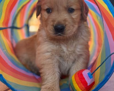 5 Male and 2 Female Golden Retriever Puppies for Sale