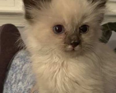 Penny Lane ( Penny ) and her siblings Skippyjon Jones ( Skippy ) and Sirius Black ( Padfoot ) were rescued by the Homeless Trails Animal Rescue and transported to Northern Virginia, where they were received by FCDRT. Although none of the kittens was truly healthy, Penny was in especially poor condition, weighing far less than her siblings at only 13 ounces. Her beautiful fur was matted, and she...