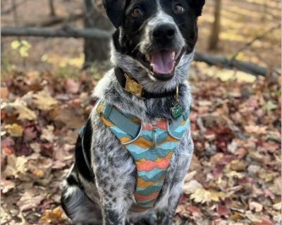 Cooper is a good boy. I adopted him from a shelter in July 2025, when they think he was about 1 year old. He had never had a family before, and he has come a long way. He is crate trained and house trained. He loves to cuddle on the couch, and he sleeps in my bed. Cooper is great with kids and really loves them. I have 7 nieces and nephews ages 13 to 2, and he is good with them. If he has not h...