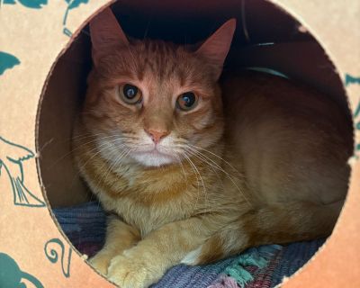 Mac'n'Cheese - Domestic Short Hair Male Cat for Adoption
