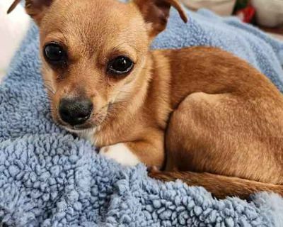 Falan - Chihuahua Female Dog for Adoption