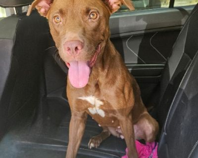 Honey - Chocolate Labrador Retriever & American Staffordshire Terrier Mix Female Dog for Adoption