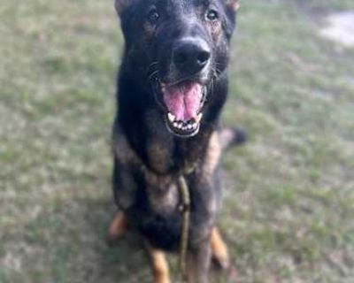 Quest - German Shepherd Dog Male Dog for Adoption