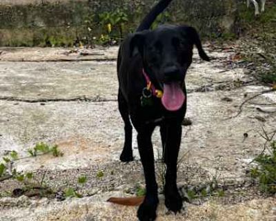 Amber - Labrador Retriever/Mixed Breed (Medium) Mix Female Dog for Adoption