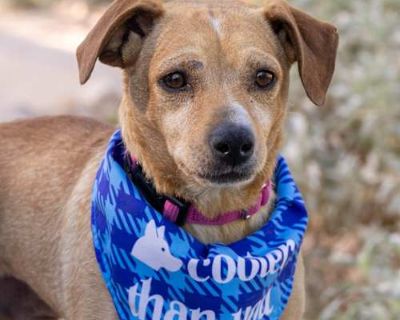 Moe - Chihuahua Male Dog for Adoption