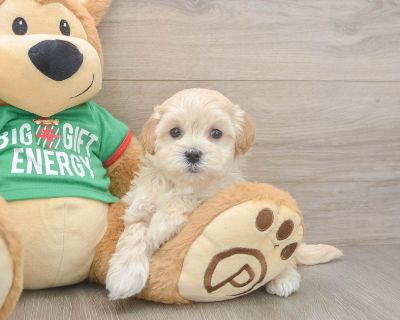 Meet Ziti, our 5-week old Doodle Female Maltipoo Puppy. She is 2lb 4oz @ 5.9 weeks and estimated to grow to 6-10 lbs. Maltipoos are Affectionate, Energetic. Age 5 weeks Birth Date 10/8/2025 Gender Female Current Weight 2lb 4oz @ 5.9 weeks Est Adult Weight 6-10 lbs Registry n/a Vaccinations Up-To-Date On All Shots Vet Inspection (inspected at 8 wks). Maltipoo Breed Info Meet the Maltipoo, a deli...