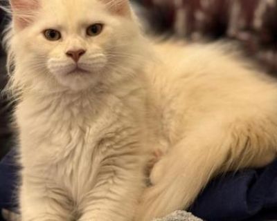 Maine Coon Kitten Kimchi - Maine Coon Female Kitten For Sale