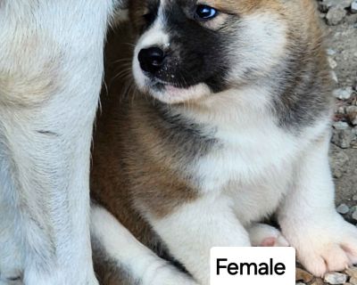 2 Female Akita Puppies for Sale