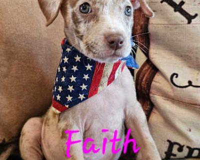 Faith - American Staffordshire Terrier Female Dog for Adoption