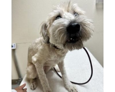 Luna - Wheaten Terrier Female Dog for Adoption