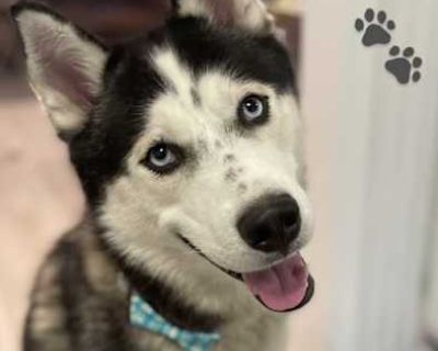 Aquaman *FEE WAIVED* - Husky Male Dog for Adoption