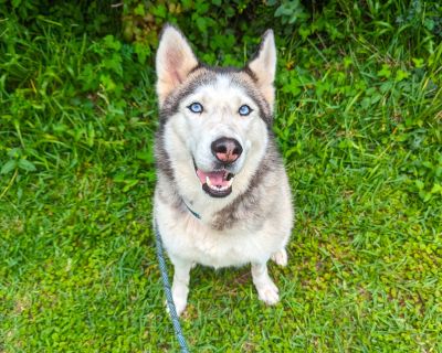 Cinnabon - Siberian Husky Female Dog for Adoption