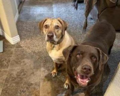 Coco and Sheba (2 dogs) - Labrador Retriever/Rhodesian Ridgeback Mix Female Dog for Adoption