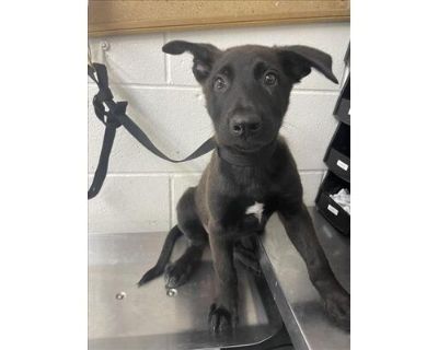 ORION - German Shepherd Dog Male Puppy for Adoption